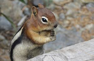 Ground Squirrel Removal