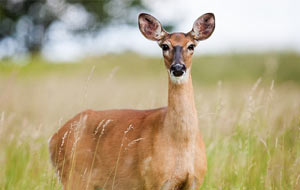 deer control colorado