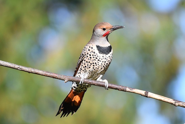 Native Bird Colorado