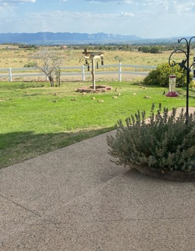 Prairie Dog Removal