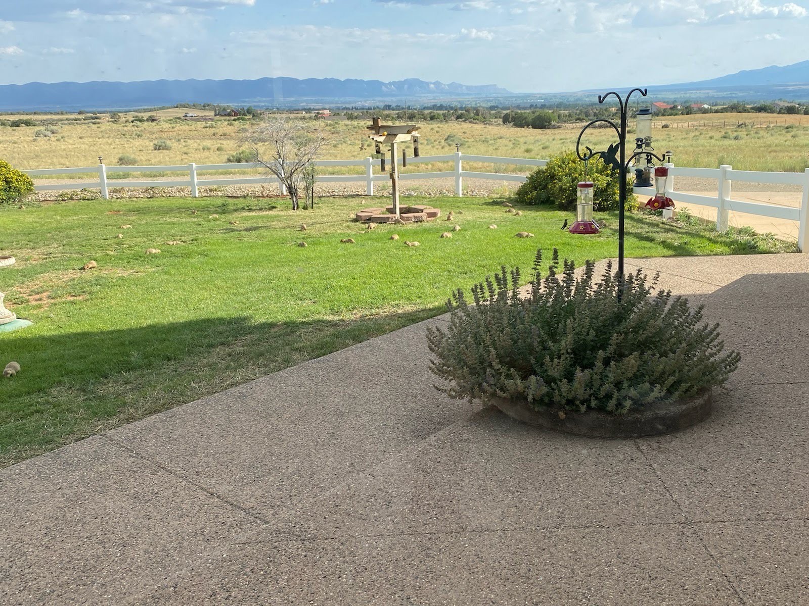 Prairie Dog Removal